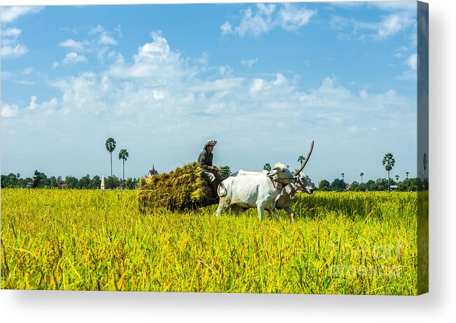 Landscape Acrylic Print featuring the photograph Farmer carrying rice with cow by Arik S Mintorogo