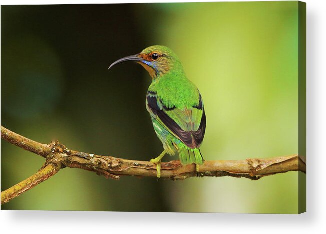 Asa Wright Nature Centre Acrylic Print featuring the photograph Female Green Honeycreeper at Trinidad's Asa Wright by Steve Wolfe
