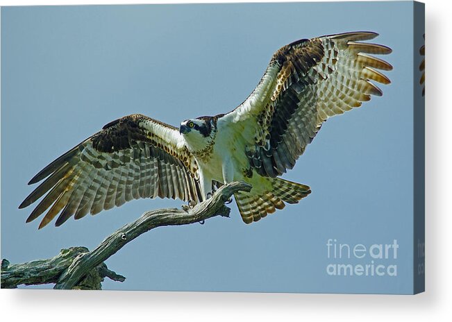 Bird Acrylic Print featuring the photograph Female Osprey by Larry Nieland