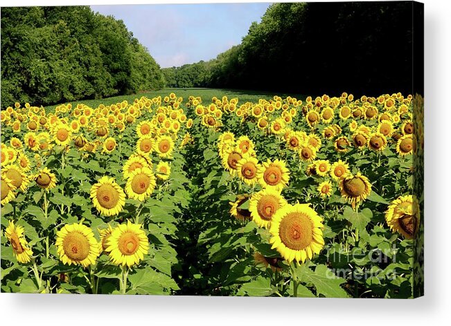 Sunflower Acrylic Print featuring the photograph Fields of Gold by Phil Cappiali Jr
