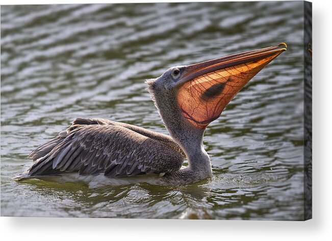 Pelican Acrylic Print featuring the photograph Fish Tank by C.s.tjandra