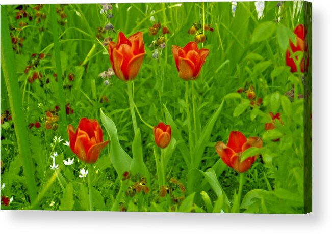 Film Acrylic Print featuring the photograph Flowers from Monet's Garden by Matthew Bamberg