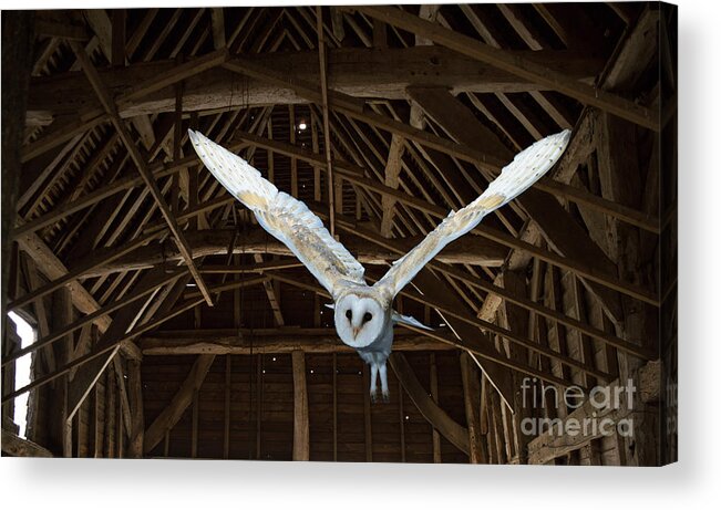 Barn Owl Acrylic Print featuring the photograph Flying in the Barn by Warren Photographic