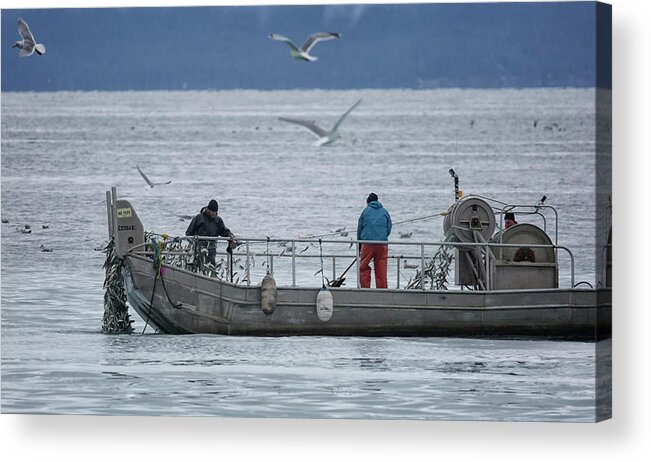 Herring Acrylic Print featuring the photograph Full Net by Randy Hall