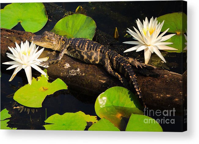 Alligator Acrylic Print featuring the photograph Gator Baby by Southern Photo