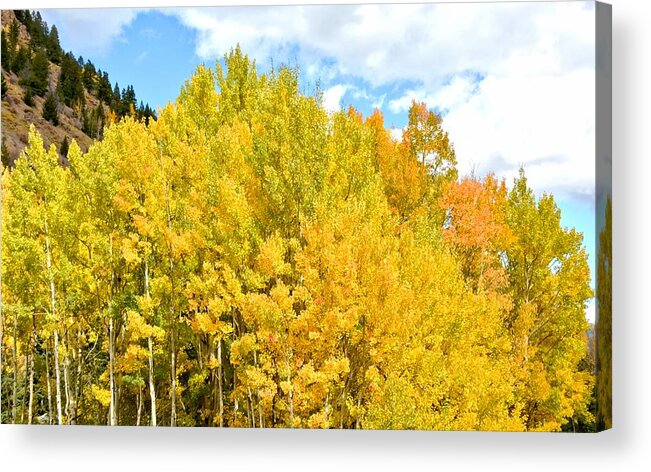 Aspen Acrylic Print featuring the photograph Golden Aspen Trees in Colorado by Amy McDaniel