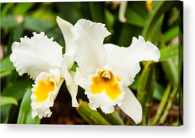 Flowers Acrylic Print featuring the photograph Golden Lilly by Charles McCleanon