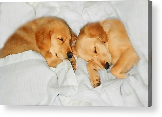 Puppies Acrylic Print featuring the photograph Golden Retriever Dog Puppies Sleeping by Jennie Marie Schell
