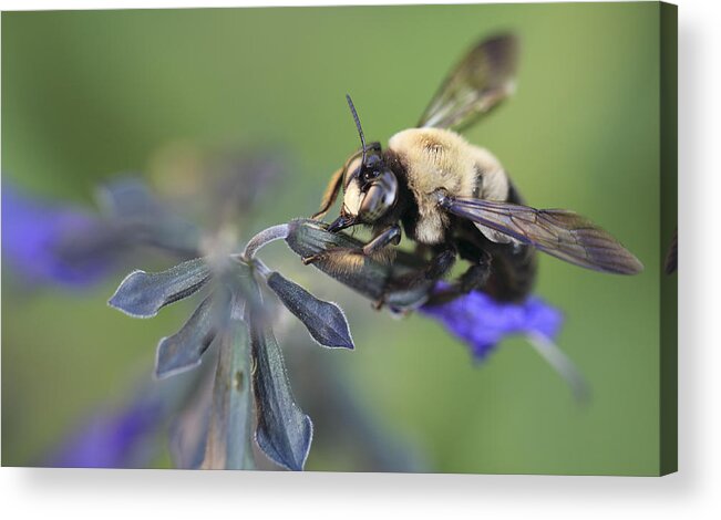 Bee Acrylic Print featuring the photograph Grape Juice by Shelley Neff