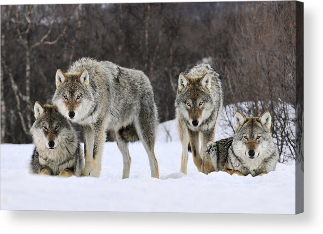 00436589 Acrylic Print featuring the photograph Gray Wolves Norway by Jasper Doest