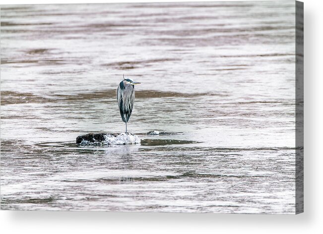 Great Blue Heron Acrylic Print featuring the photograph Great Blue Heron on a frozen lake by Patrick Wolf