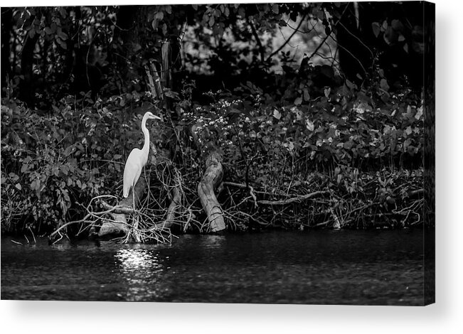 Great White Heron Acrylic Print featuring the photograph Great White Heron by Ray Congrove