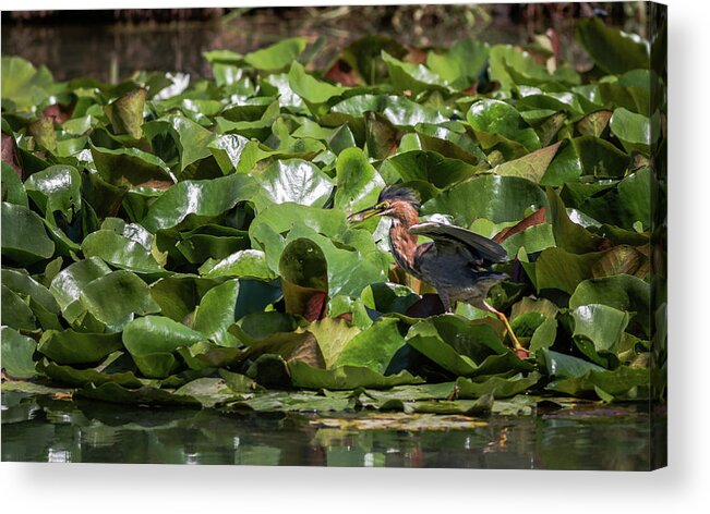 Birds Acrylic Print featuring the photograph Green Heron Juvenile Learning to Fish by Adam Rainoff