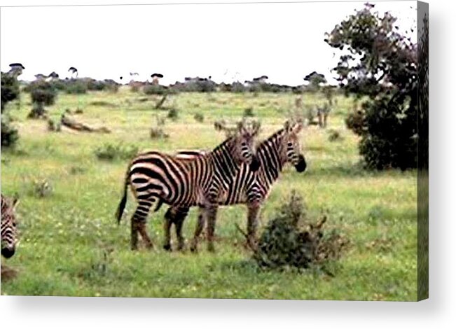 Animal Acrylic Print featuring the photograph Grevy Zebra Tsava National Park Kenya by Jay Milo