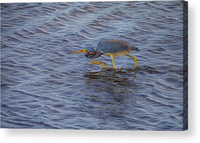 Animal Acrylic Print featuring the photograph Heron Sneak Attack by John M Bailey