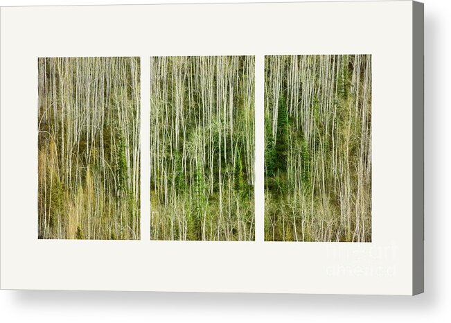 Lines Acrylic Print featuring the photograph Hillside Forest by Priska Wettstein