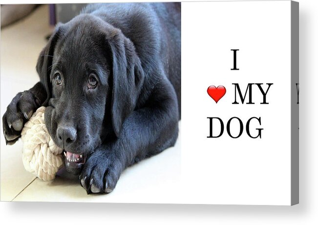 Dog Acrylic Print featuring the photograph I love my dog by Ian Watts