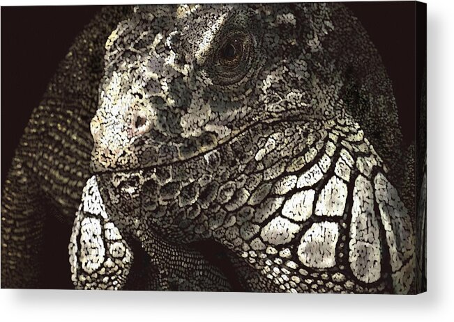 Iguana Acrylic Print featuring the pastel Iguana by Kathie Miller