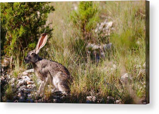 Smullins Acrylic Print featuring the photograph Jack rabbit by James Smullins