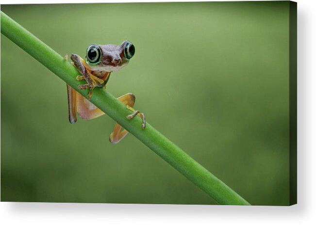 Frogs Acrylic Print featuring the photograph Lemur Tree Frog - 2 by Nikolyn McDonald