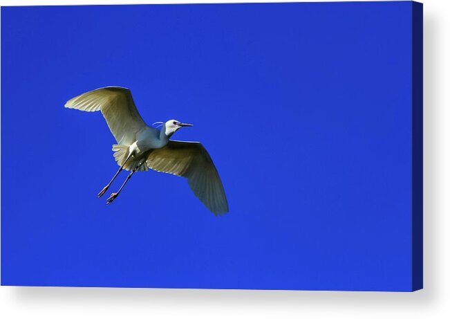 Little Acrylic Print featuring the photograph Little egret, egretta garzetta by Elenarts - Elena Duvernay photo