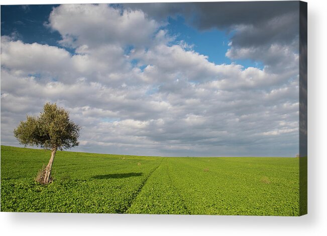 Olive Tree Acrylic Print featuring the photograph Lonely Olive tree in a green field and moving clouds by Michalakis Ppalis