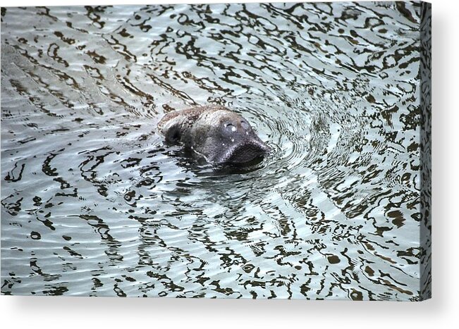 Manatee Acrylic Print featuring the mixed media Manatee 2 by Angela Murray