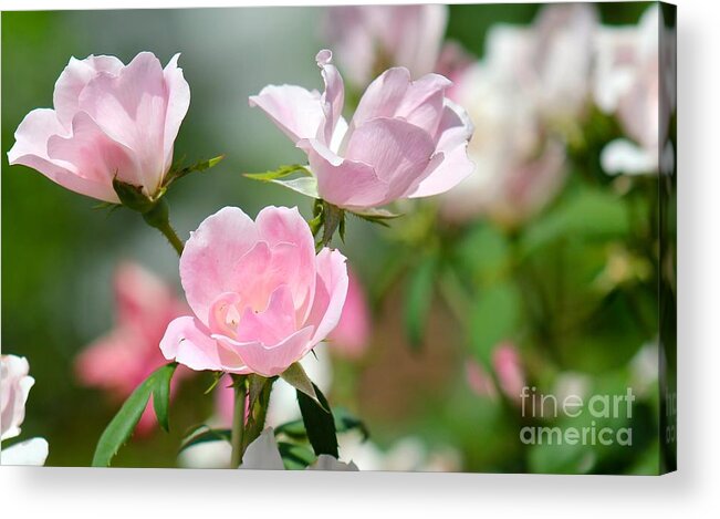 Pink Acrylic Print featuring the photograph Nature's Beauty #1 by Deena Withycombe