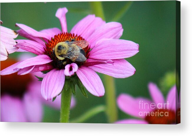 Pink Acrylic Print featuring the photograph Nature's Beauty 70 by Deena Withycombe