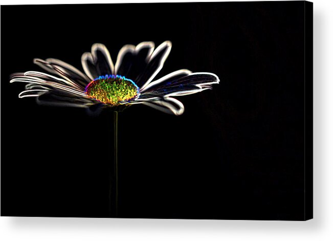 Flower Acrylic Print featuring the photograph Neon Flower by Bob Cournoyer