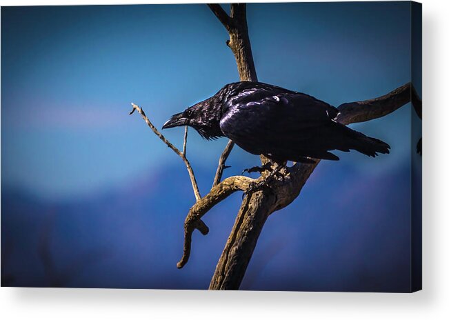 Raven Acrylic Print featuring the photograph Never More by Mike Stephens