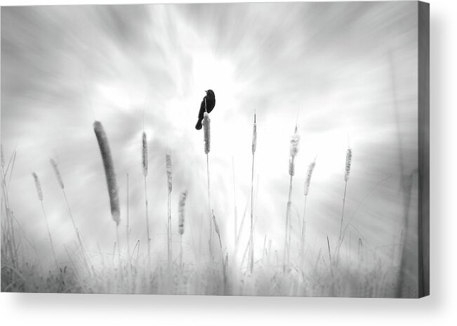 Bird; Black; Dream; Field; Message; Omen; Pussy Willow; White; John Poon; Cattail; Luck Acrylic Print featuring the photograph Omen by John Poon