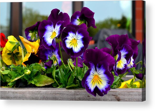 Pansy Acrylic Print featuring the photograph Pansies by Colleen Phaedra