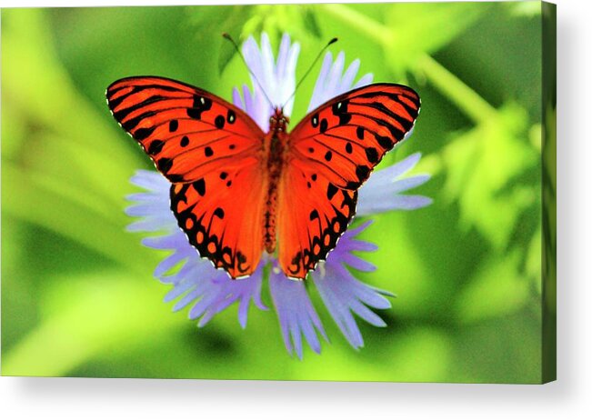 Gulf Fritillary Acrylic Print featuring the photograph Passion Butterfly by Cynthia Guinn