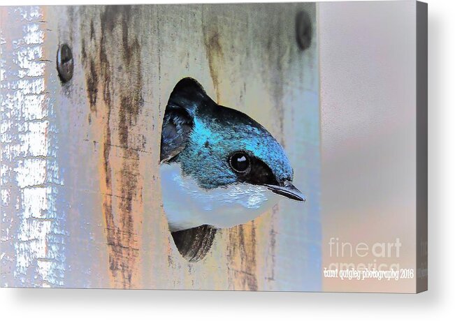Tree Swallow Acrylic Print featuring the photograph Peek-A-Blue by Tami Quigley
