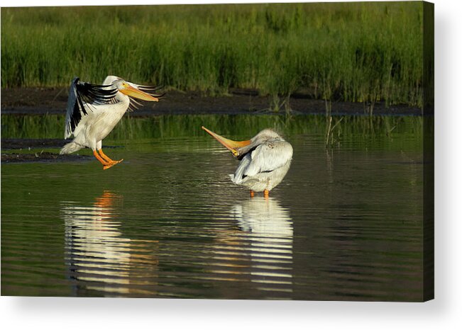 Pelican Acrylic Print featuring the photograph Pelicans 2 by Rick Mosher