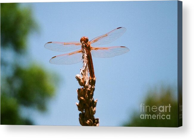 Dragonfly Acrylic Print featuring the photograph Red Dragonfly by Dean Triolo