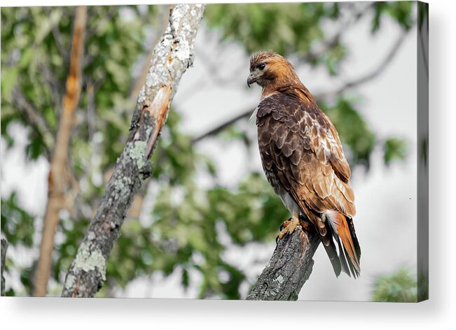 Red Tailed Hawk Acrylic Print featuring the photograph Red Tailed Hawk by Sam Rino