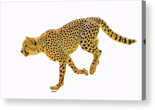 Cheetah Acrylic Print featuring the digital art Running Cheetah 2 by Larry Linton