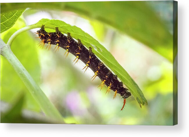 Colombia Acrylic Print featuring the photograph Rusty Tipped Page Larva Jardin Botanico del Quindio Colombia by Adam Rainoff