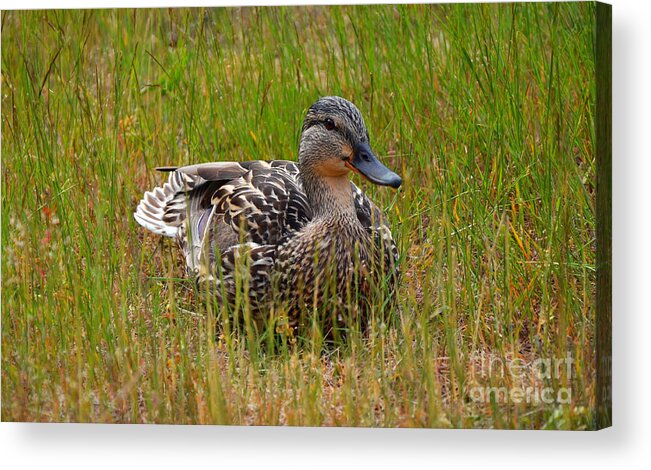 Duck Acrylic Print featuring the photograph Sitting Duck by Frank Larkin