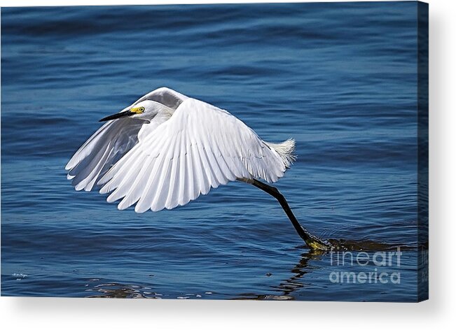 Egret Acrylic Print featuring the photograph Snowy Liftoff by DB Hayes