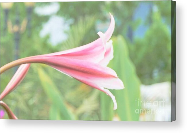 Flowers Acrylic Print featuring the photograph Softly colored by Merle Grenz