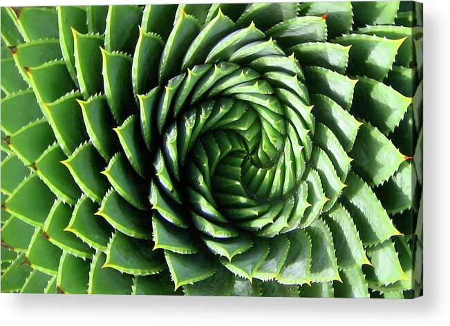 Spiral Acrylic Print featuring the photograph Spiral Plant by Marcus Best