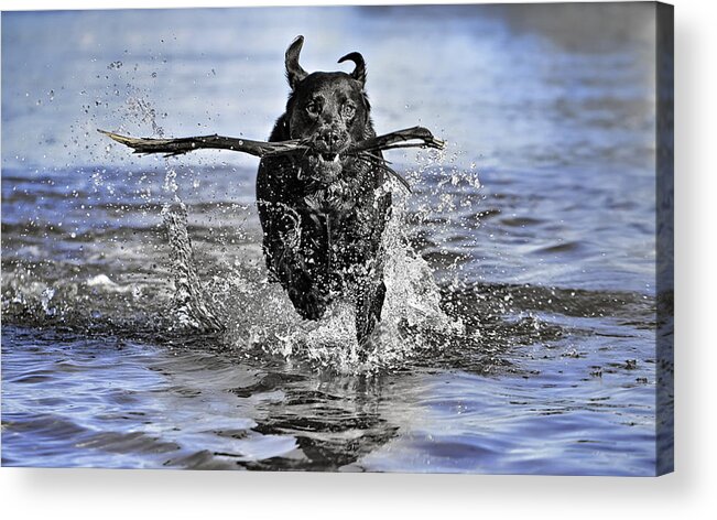 Dog Acrylic Print featuring the photograph Splashing Fun by Chris Cousins