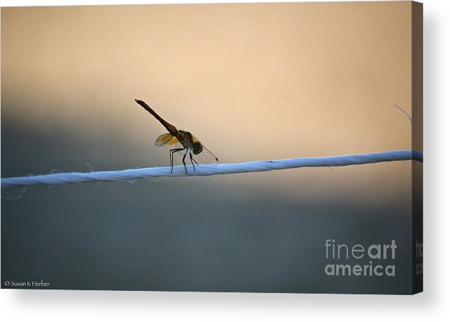 Dragon Fly Acrylic Print featuring the photograph Summer Line Dancer by Susan Herber