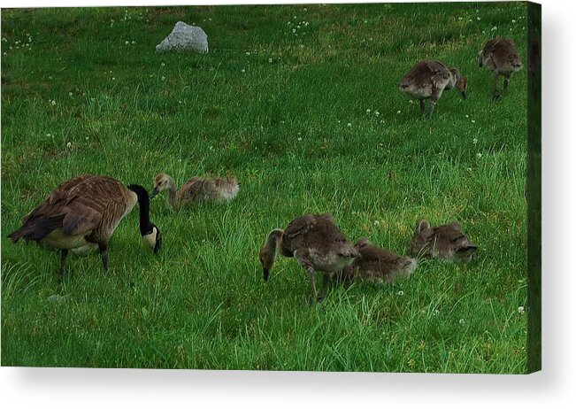 Canadian Geese Acrylic Print featuring the photograph Sunday Brunch by Christopher James