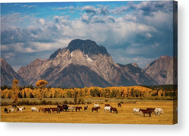 Grand Teton National Park Acrylic Print featuring the photograph Teton Horse Ranch by Darren White