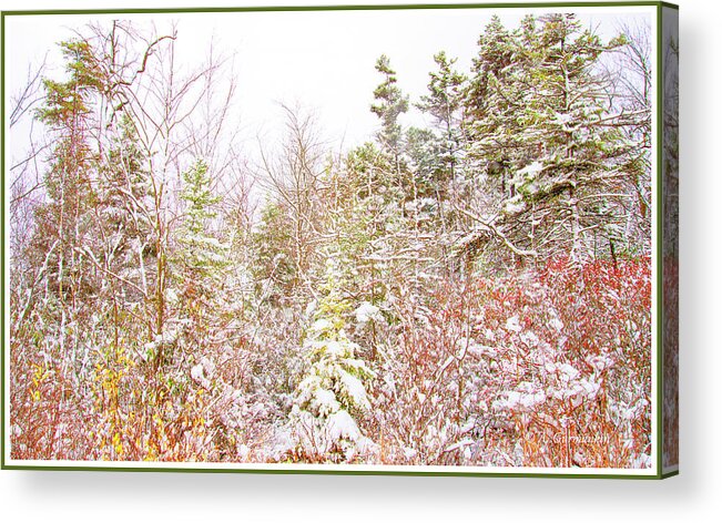 Thicket Acrylic Print featuring the photograph Thicket by a Country Road in Winter by A Macarthur Gurmankin