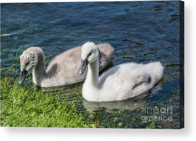 Cygnus Olor Acrylic Print featuring the photograph Two young cygnets of mute swan swimming in a lake by Amanda Mohler